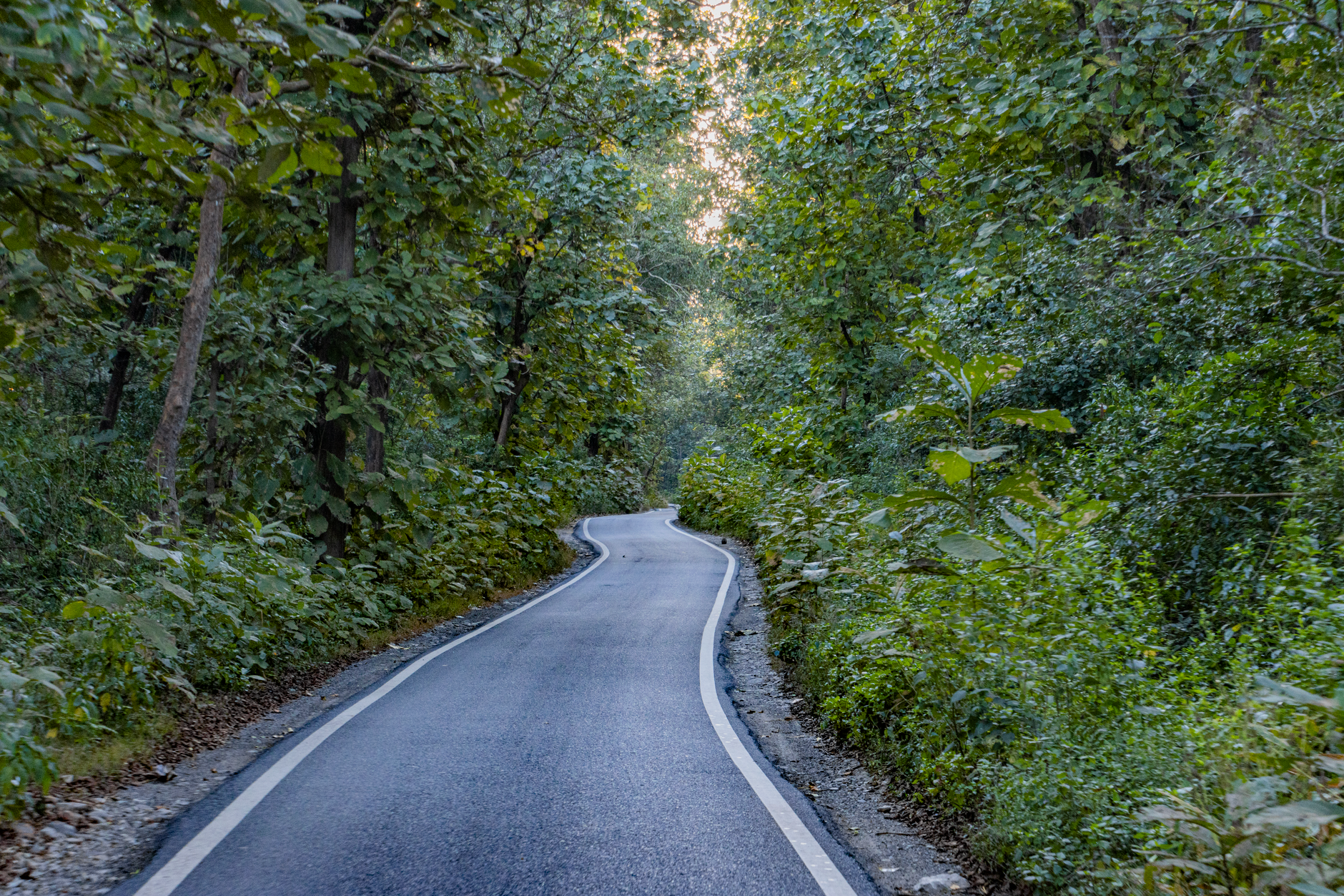 Information-Adventure Vacation Packages And Wildlife Holidays In Forest Of Corbett India