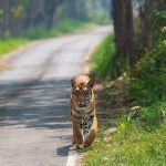 Bengal forests reopening