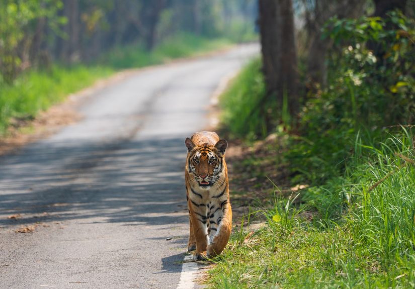 Bengal forests reopening