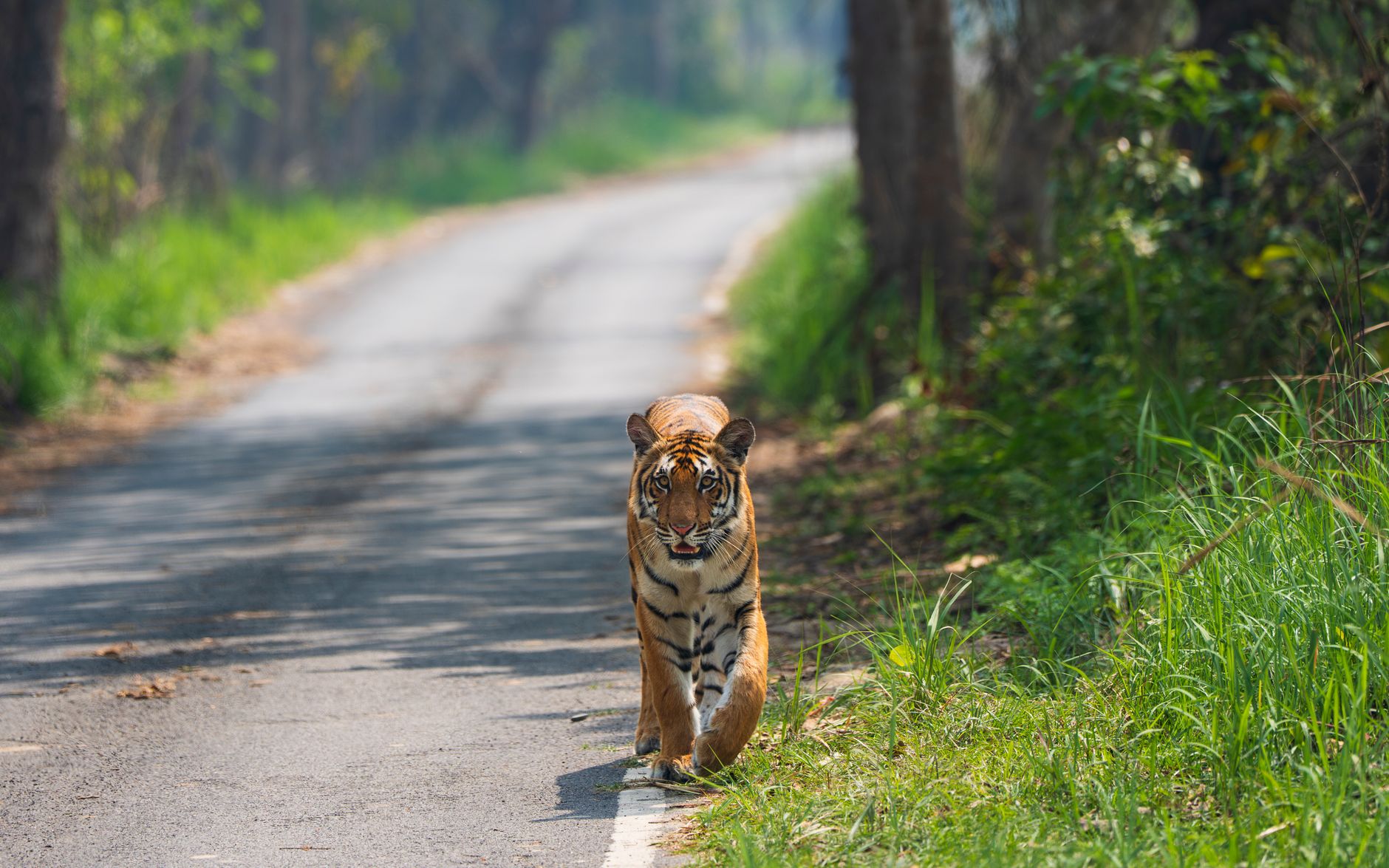 Bengal forests reopening
