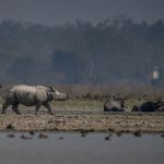 Manas National Park reopening
