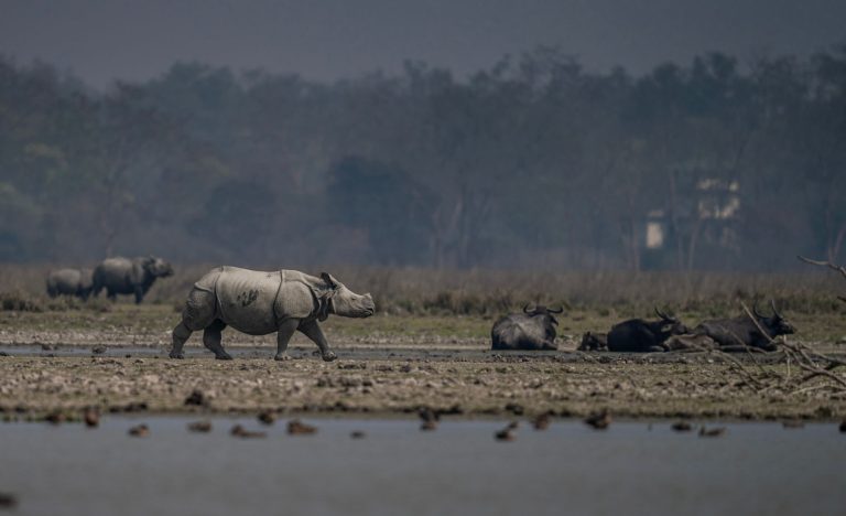 Manas National Park reopening