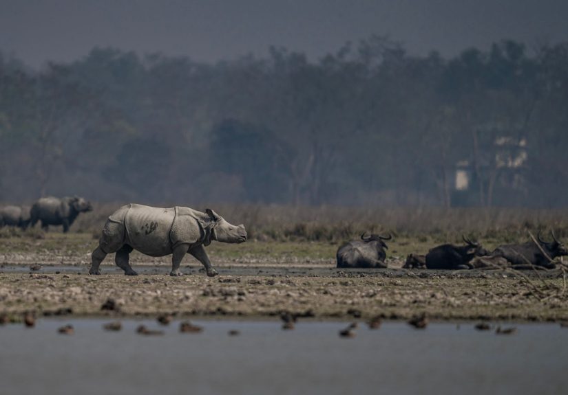 Manas National Park reopening