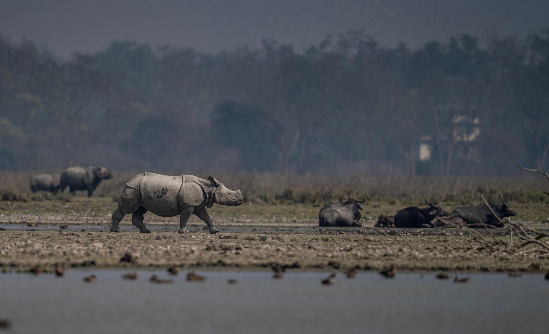 Manas National Park reopening