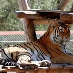 tiger zoo reopening