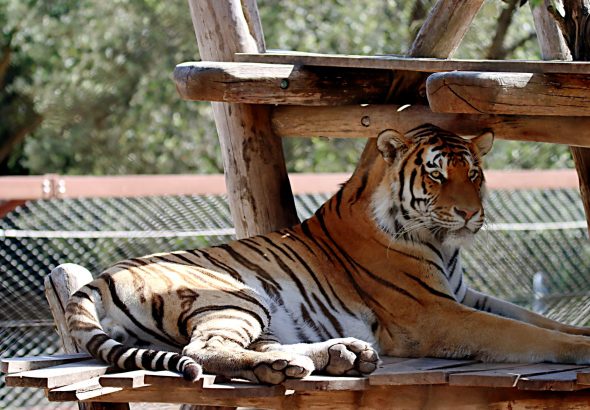 tiger zoo reopening