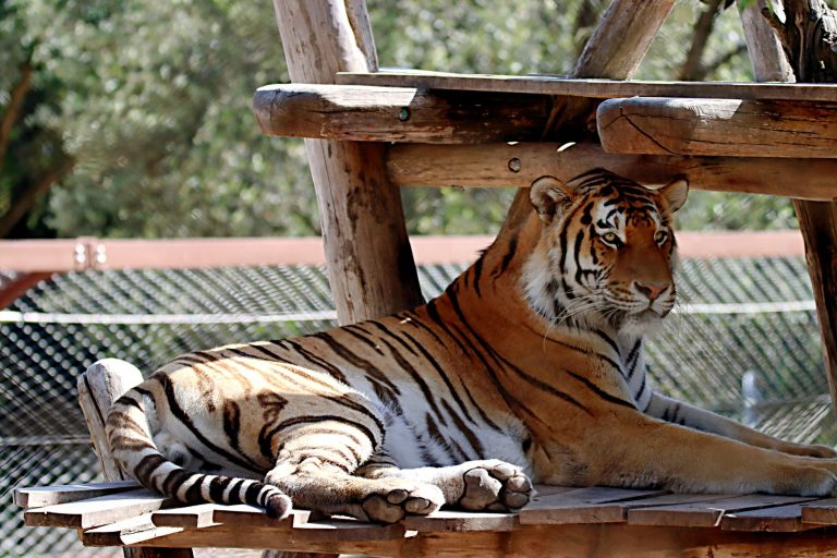 tiger zoo reopening