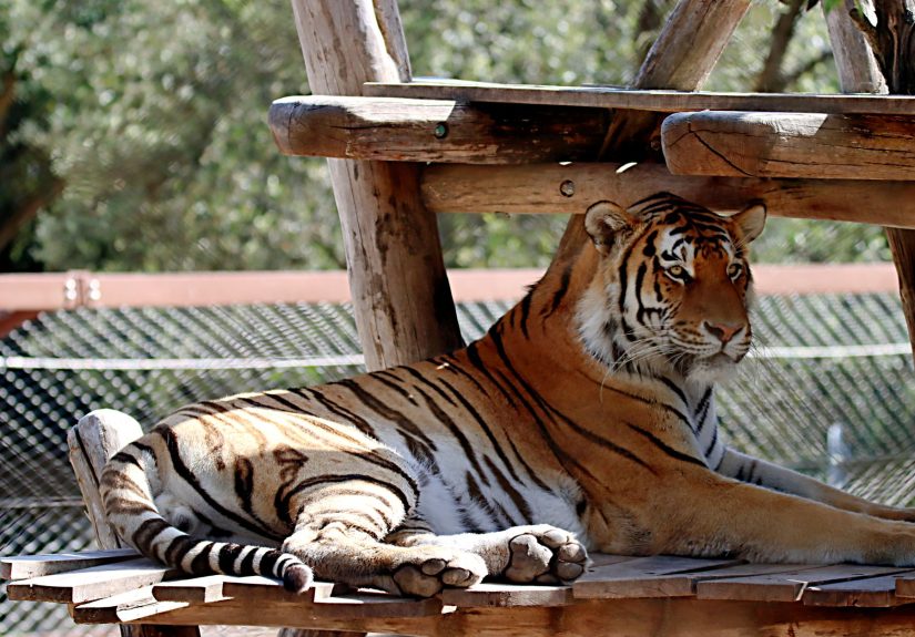 tiger zoo reopening